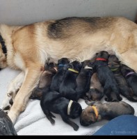 German shepherd puppies German Shepherd Dog for sale/adoption