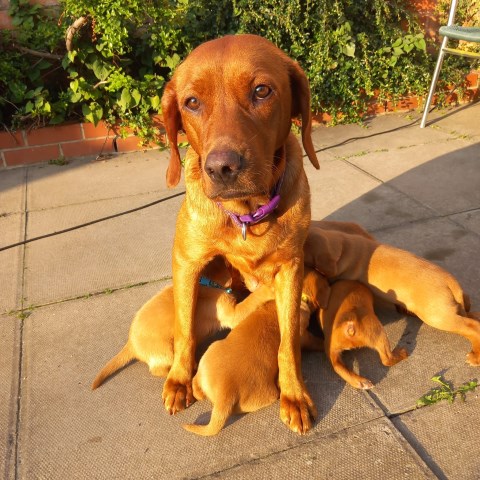 Redfox labrador Retriever puppies