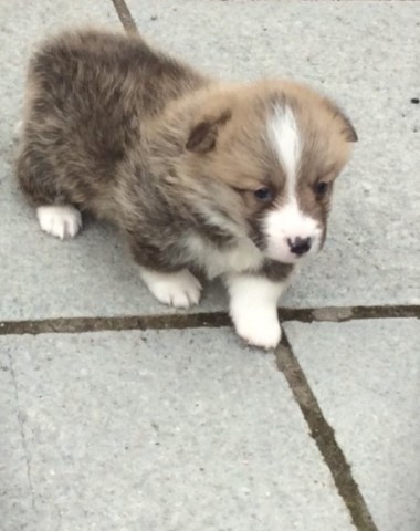 Pembroke Welsh Corgi puppy for sale + 37377