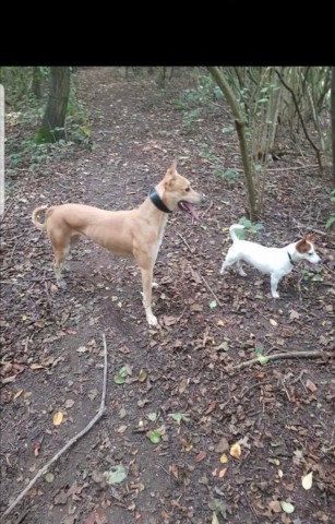 Jackrussel cross wippet pupies