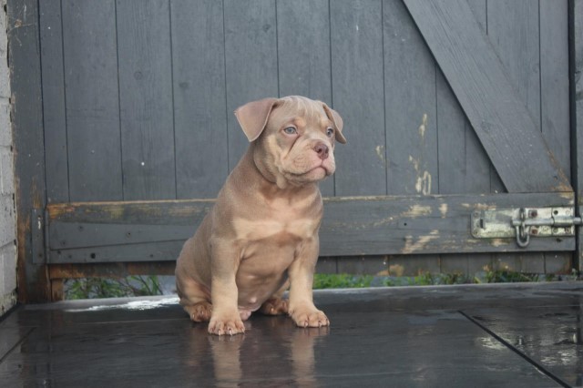 American pocket bully