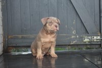 American pocket bully American Bulldog for sale/adoption