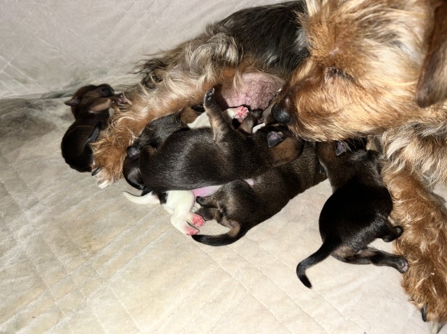 Yorkie cross Jack Russell puppies