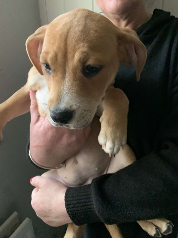 10 week old beautiful Staffordshire bull terrier cross