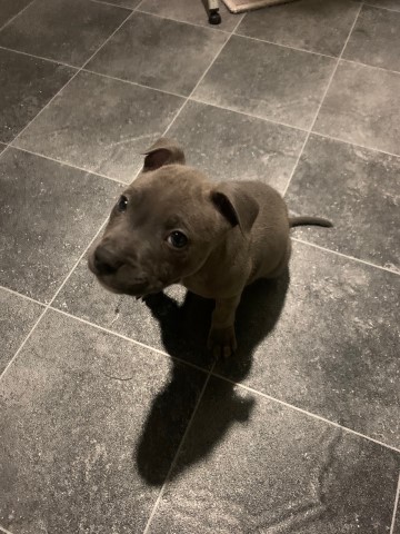 Staffordshire Bull Terrier puppy for sale + 37242