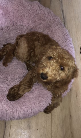 Adorable apricot cockapoo