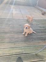 Golden retriever puppies ready to go Golden Retriever for sale/adoption