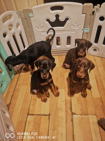 BEAUTIFUL PURE PEDIGREE DOBERMAN PUPPIES