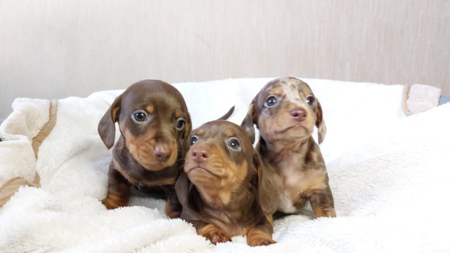 Dachshund puppy for sale + 37262