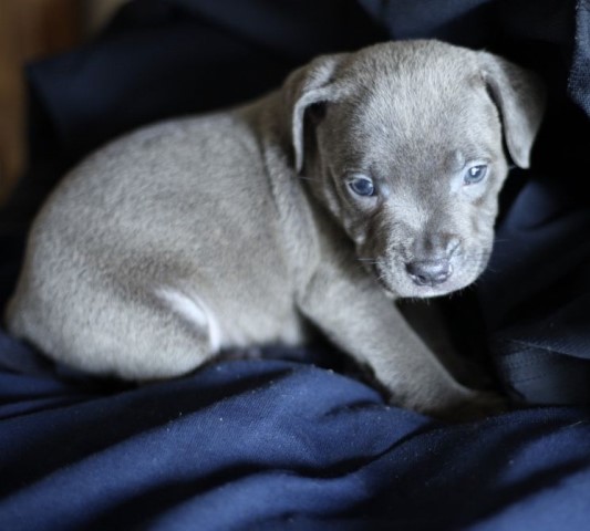 Top Quality blue staffie Puppies