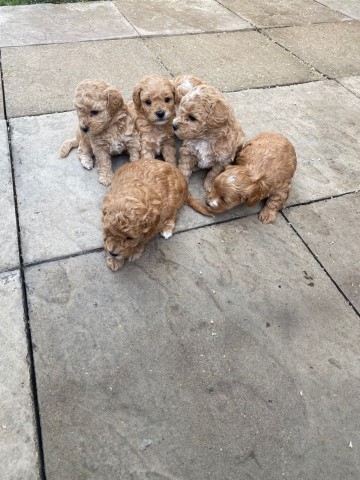 Maltipoo puppy for sale + 37342