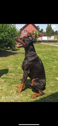 Doberman Pinscher puppy for sale + 37237