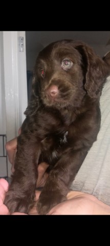 Adorable F2 Cockapoo pups for sale