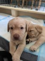 Kc Reg Labrador Puppies Labrador Retriever for sale/adoption