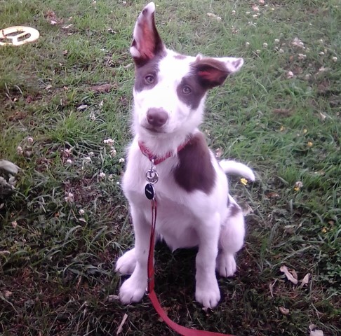 Chocolate brown & white border collie 5 month old