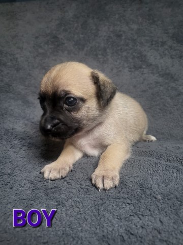 Chihuahua puppy for sale + 37388