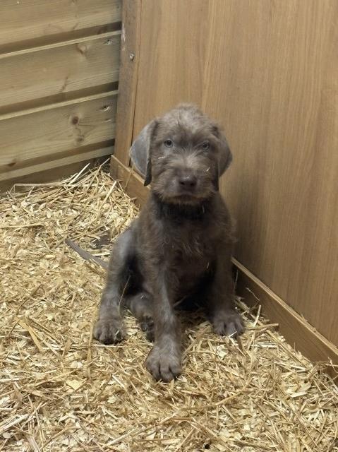 Pointer x Vizsla puppies free to good homes