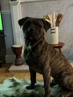 Bruno for sale £200 ONO Mastiff for sale/adoption