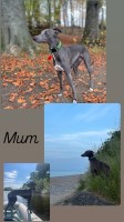 Beautiful blue kc registered whippet Whippet for sale/adoption