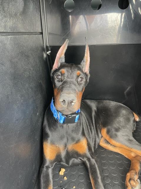 Doberman Pinscher puppy for sale + 37217