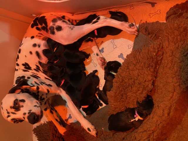 Goldmatian puppies for sale (Dalmatian/retriever)