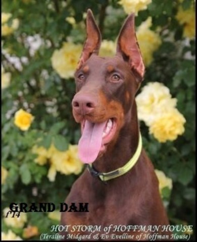 Torcheney Dobermann Puppies