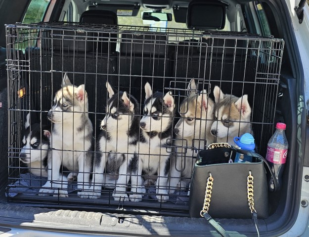 Husky puppies READY NOW