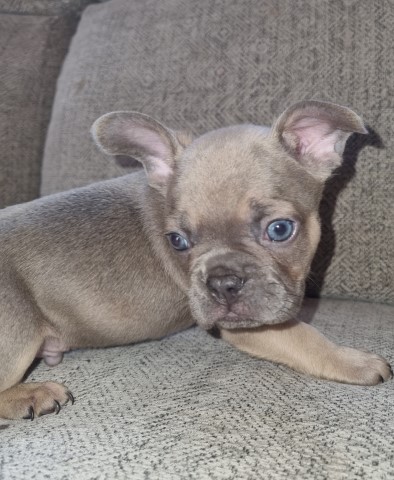 French Bulldog puppy for sale + 37467