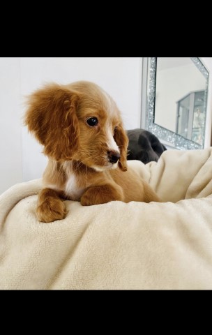 Lemon cocker spaniels