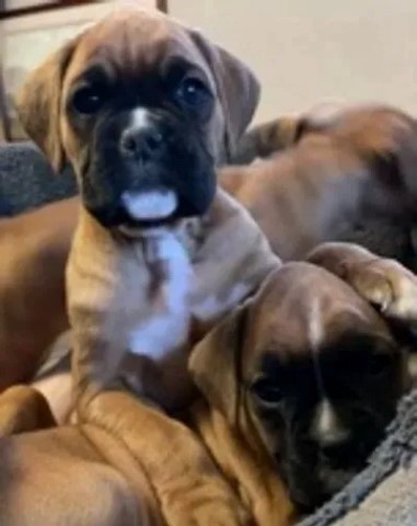Boxer puppy for sale + 37162