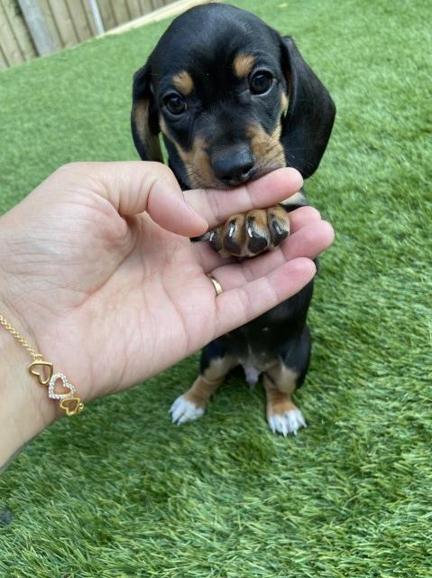 Dachshund puppy for sale + 37362