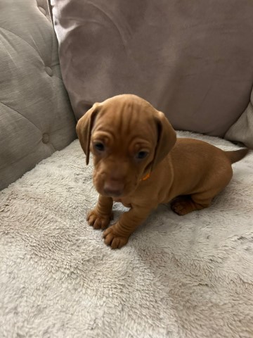 Dachshund puppy for sale + 37530