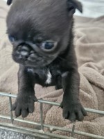 Pug puppies 1 male and 1 female available Pug for sale/adoption