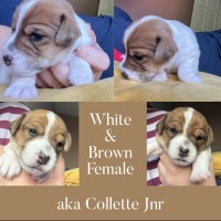 5 beautiful Jack Russell puppies Jack Russell Terrier for sale/adoption