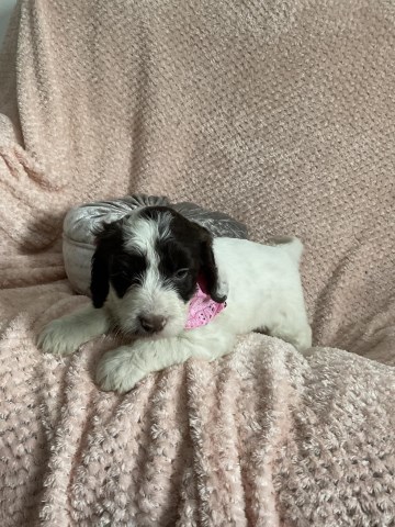 Cockapoo puppy for sale + 37441