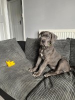 Pedigree cane corso Cane Corso for sale/adoption