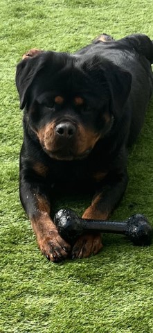 Champion pedigree Rottweiler puppies