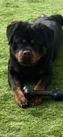Champion pedigree Rottweiler puppies Rottweiler for sale/adoption