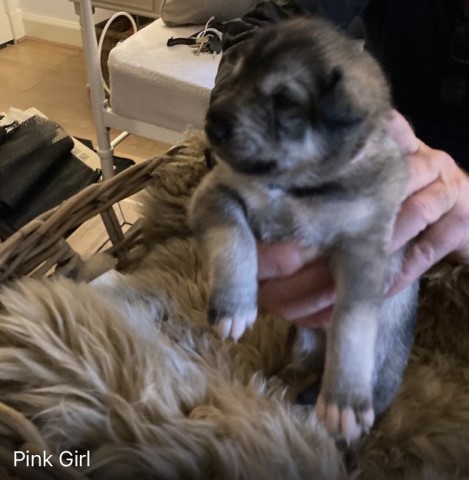 Alaskan Malamute puppy for sale + 37352