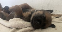 Malinois thumbnail
