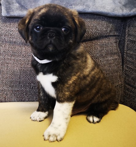 Fluffy, Chunky, Brindle boy pug **READY NOW***