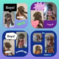 American Bulldog X puppies # ready in 9 days # American Bulldog for sale/adoption