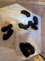 Lovely Labrador puppies Labrador Retriever for sale/adoption
