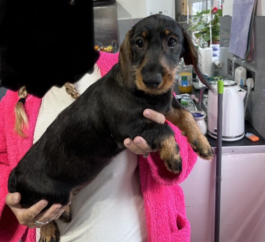 Dachshund puppy for sale + 37343