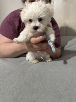 Beautiful Maltese puppy’s Maltese for sale/adoption