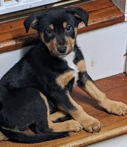 Collie puppy for sale + 37474