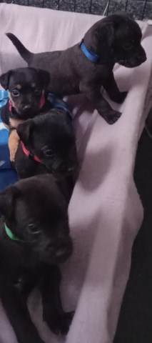 Patterdale pups for sale work or pet