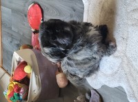 Shih Tzu thumbnail