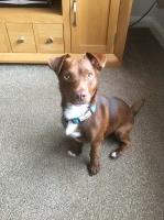 Jack Russell Terrier Jack Russell Terrier for sale/adoption