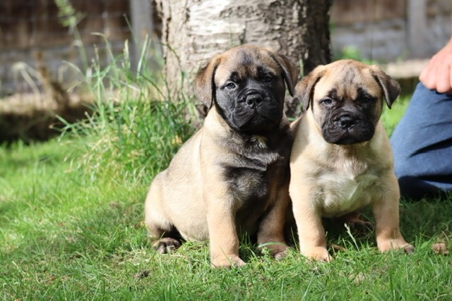 Eternalpride KC Reg Bullmastiffs Puppies 5 star licensed & accredited breeder